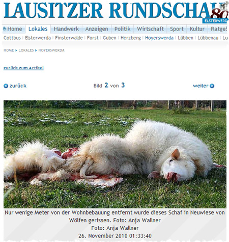 Vom Wolf gerissenes Schaf - Screenshot Lausitzer Rundschau Online